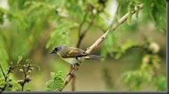 Female Redstart SPI