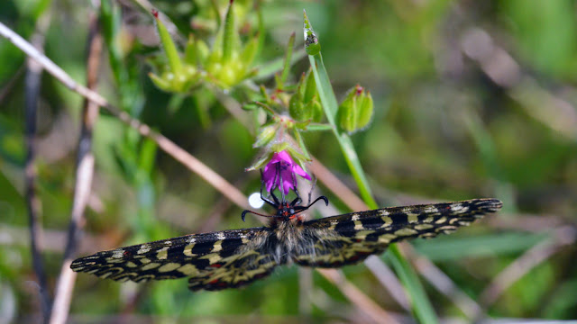 Zerynthia cassandra (GEYER, 1828), mâle. Parco Naturale Monti Livornesi, 11 avril 2014. Photo : L. Voisin