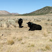 Outside Zion National Park-4.jpg