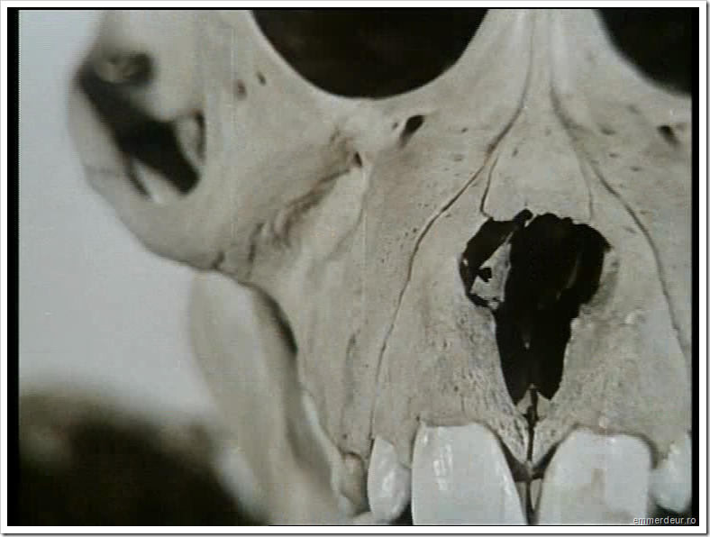 jan svankmajer historia naturae emmerdeur_550 jan svankmajer historia naturae emmerdeur_550