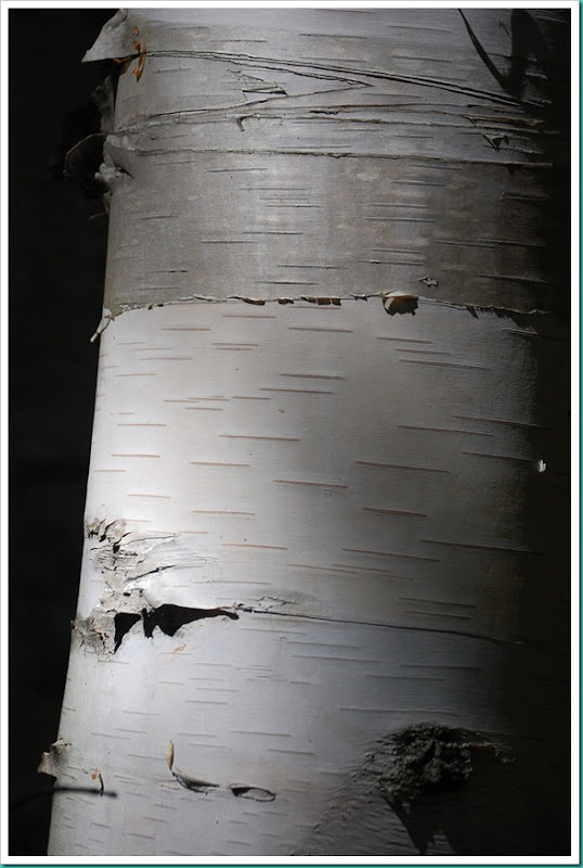 Birch Bark