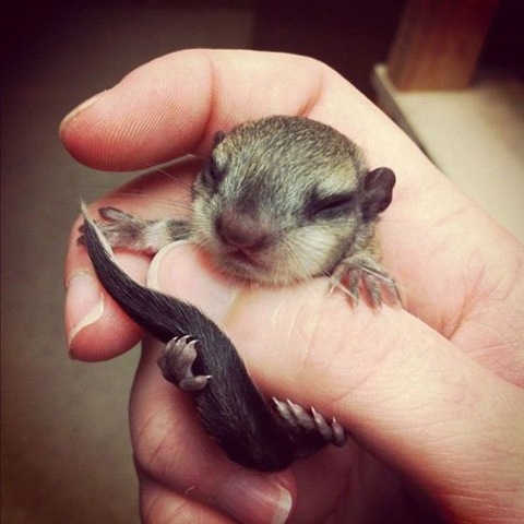 [funny-animals-cute-29%255B2%255D.jpg]