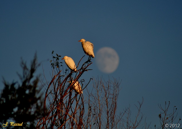 DSC_1047 DSC_1047