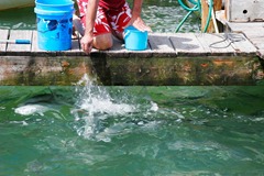 Feeding-the-Tarpon