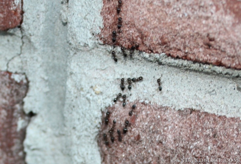 [ants-on-bricks-800x5444.jpg]