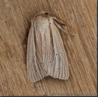 smoky-wainscot-4