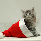 Yippie @ 8 weeks jul_0317.jpg