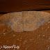 Lostfile_jpg_2494528