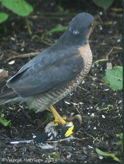 sparrowhawk-with-goldfinch-2