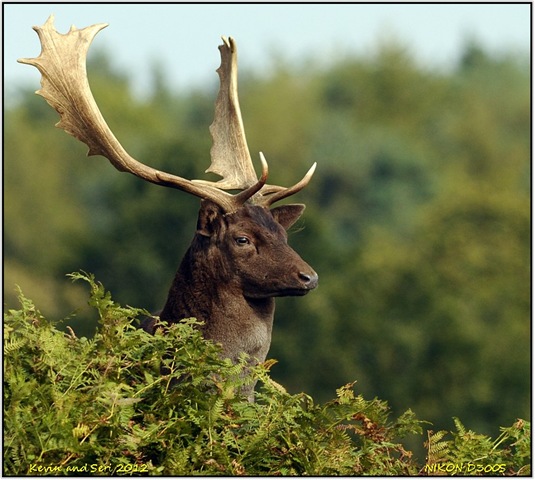 [Bradgate%2520Park%2520D300s%2520X14%2520%252013-10-2012%252012-47-04%255B3%255D.jpg]