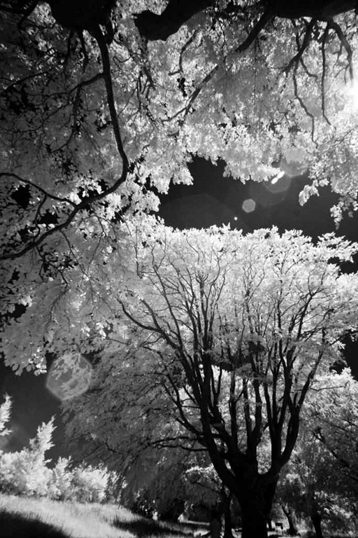 [The-Trees-6%255B3%255D.jpg]