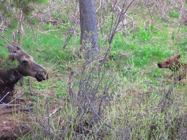 Mother moose with calf Mother moose with calf