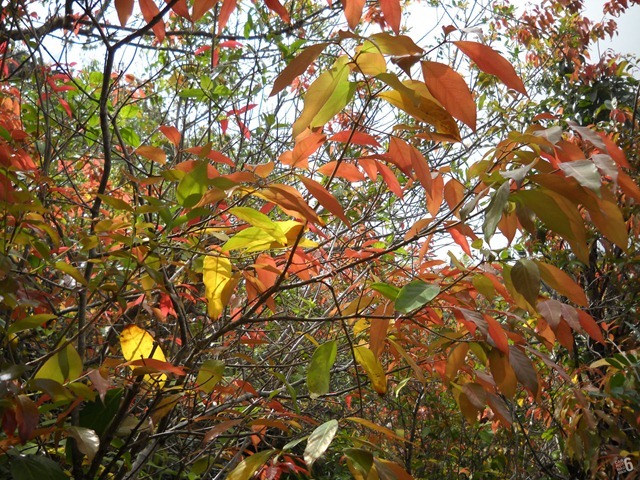 DSCN8581