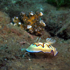 Nudibranch (Dauin, Negros)