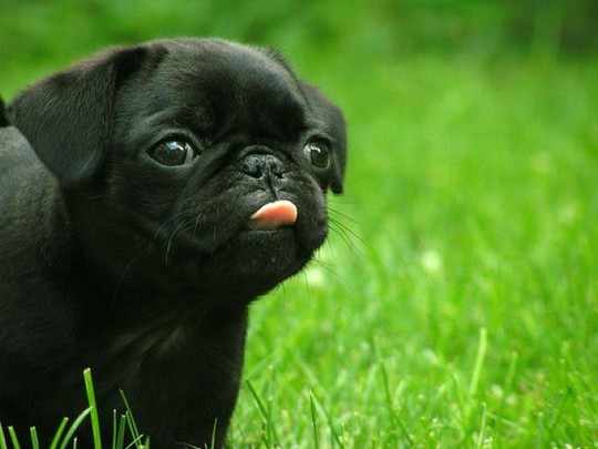 [Cute_Dogs_With_Tongues_Out_05%255B2%255D.jpg]