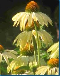 double echinacea 'razamatazz' double echinacea 'razamatazz'