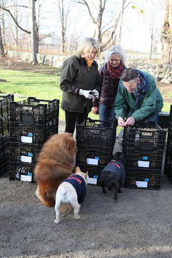 Yes sir,  I see the different varieties, including some of our favorites such as muscari, anemones, and grape hyacinths - and you say that they're all going to be blue?  Fantastic!