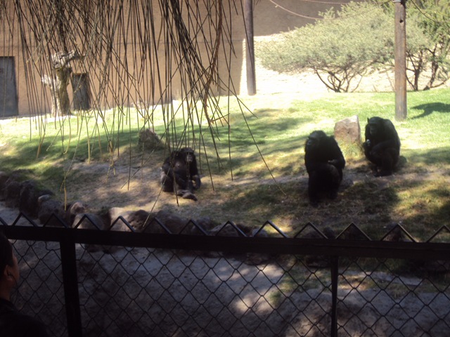 [zoo97.jpg]