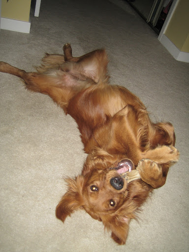 When the dog bites...
(Photo by Paul Morse)