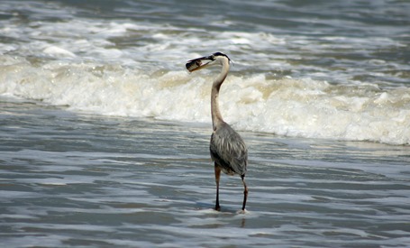 South Padre 201312