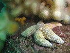 Ebb Carr: Common starfish and dead men's fingers