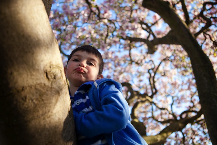 Thetree 9