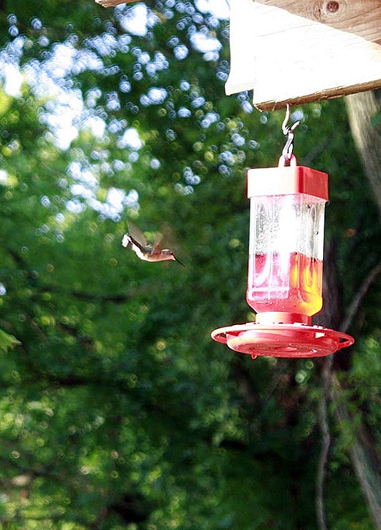 [hummingbird1%255B7%255D.jpg]