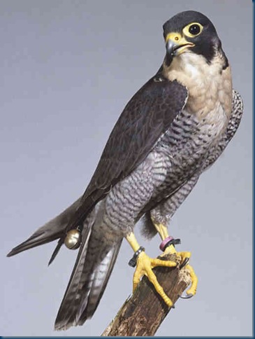 Peregrine-falcon