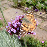 The Painted Lady is almost like a duller version of the Red Admiral, but the subtle brown and peach colours are lovely.