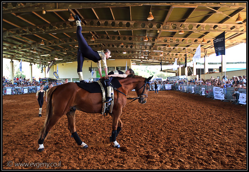il/Фото: Stallion Show 2011 (20110416 stllion show 029 2071)