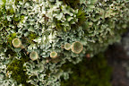 Lichen (1).jpg
