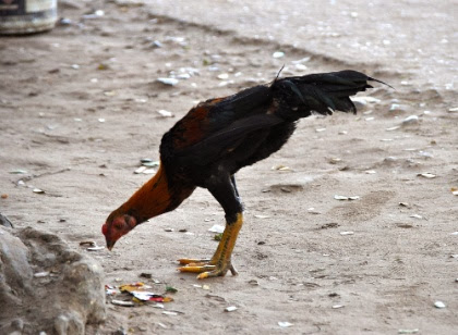 DSC_0170.jpg DSC 0170