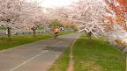 Cherry Walk is specifically between 100th and 125th Streets and is part of Riverside Park that was added in the 1930s by filling in the river to create space to build the West Side Highway. Here's the rest of the story; http://www.nycgovparks.org/sub_your_park/historical_signs/hs_historical_sign.php?id=9748