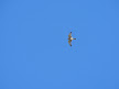 santa coloma, hawk,