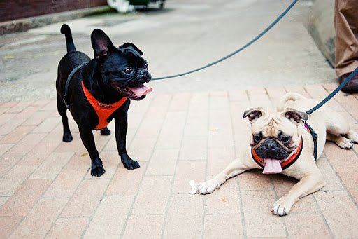 Michelle B. says her Frenchie-Pug mixes, Tulipai and Ninka, love to wrestle and play fetch!