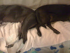 Laying back to back is an effort by dogs to be close and bond with one another.