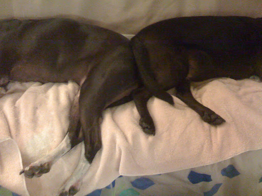 Laying back to back is an effort by dogs to be close and bond with one another.