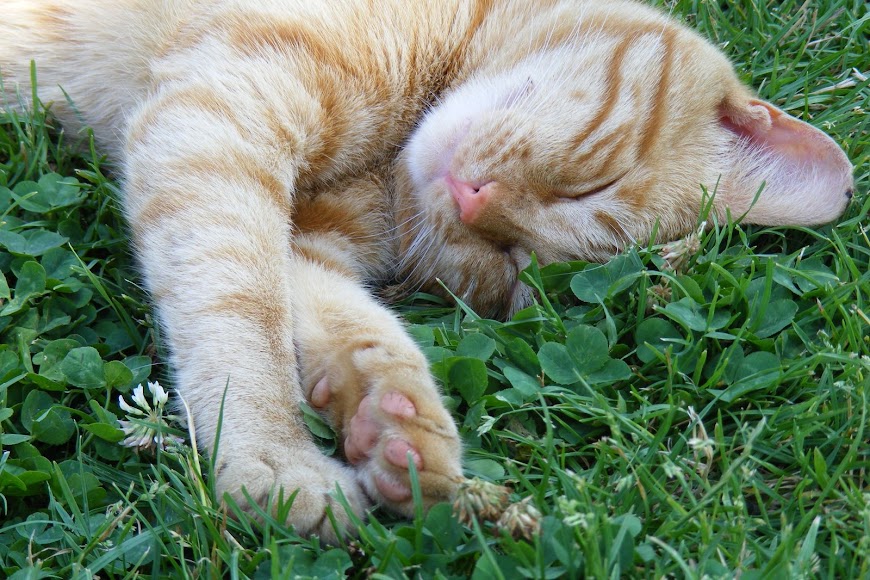 DSCF8690.JPG