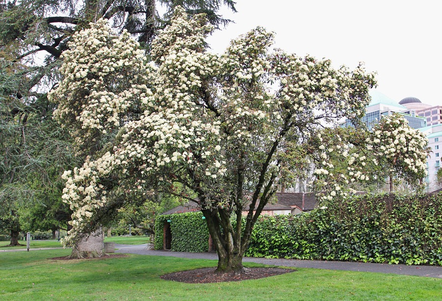 [120317_Capitol_Park_Photinia-serrula%255B5%255D.jpg]