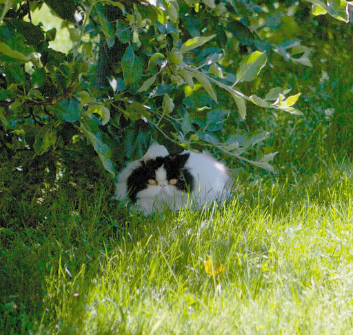 We blogged about our inbred prey drive the other day. Cats, too, are born with a hunting and chasing instinct. In fact, kittens are programmed from birth to chase. We blogged about our inbred prey drive the other day. Cats, too, are born with a hunting and chasing instinct. In fact, kittens are programmed from birth to chase.