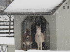 Oh no, G.K. - Look at Rufus, Clive, and Billie!  They're so still!  I think they must be frozen!5