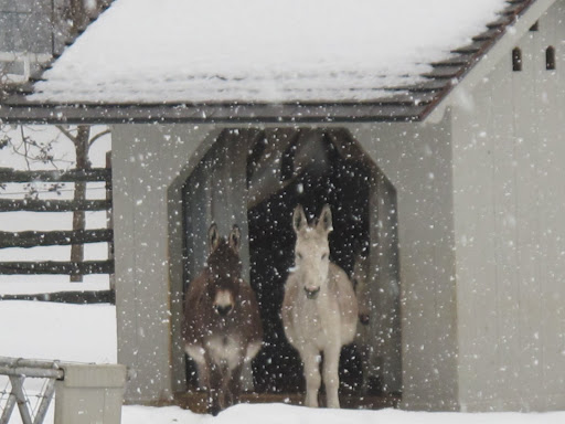 Oh no, G.K. - Look at Rufus, Clive, and Billie!  They're so still!  I think they must be frozen!5