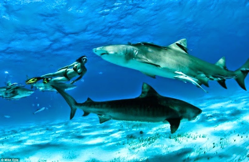 http://lh6.ggpht.com/-Hukky_k3YKs/U3f-ZC9SFjI/AAAAAAAAMi0/BDH8DrK7KaI/s0/article-2402177-1B788654000005DC-18_964x629.jpg
