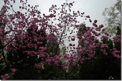 sakura in yuan tong temple, 圓通寺