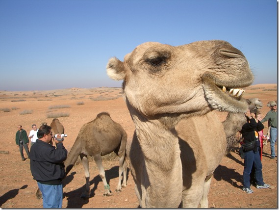 Camel Stop - the Real Joe Camel 