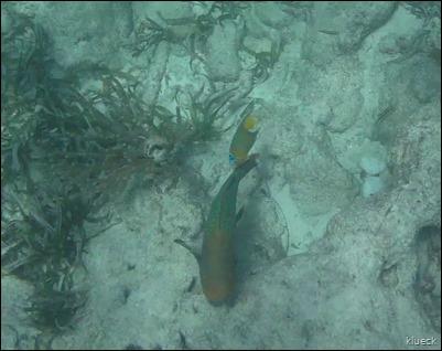 angel and parrotfish