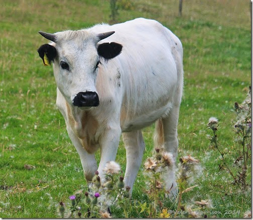 19-cow