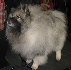 Keeshond
