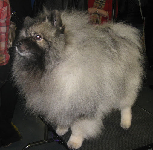Keeshond