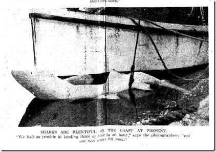 pics-of-shark-fishing-in-bay-2 pics-of-shark-fishing-in-bay-2